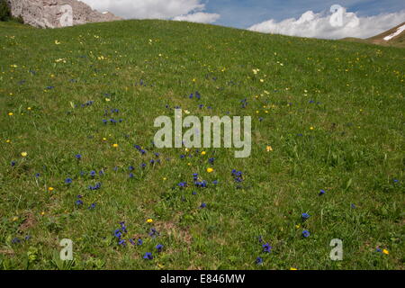 Fiori alpini a 2000m nelle Dolomiti, compresa la tromba genziana, alpino "Pasque Flower, Globe fiori; Italia Foto Stock