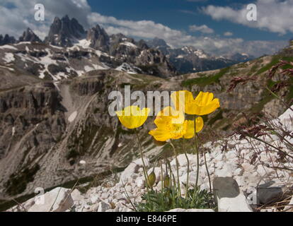 Giallo papavero alpino, Papaver rhaeticum, = P. aurantiacum sulle Tre Cime, Dolomiti, Italia Foto Stock