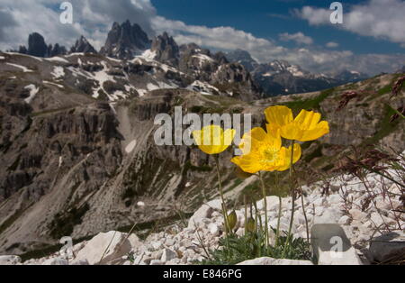 Giallo papavero alpino, Papaver rhaeticum, = P. aurantiacum sulle Tre Cime, Dolomiti, Italia Foto Stock