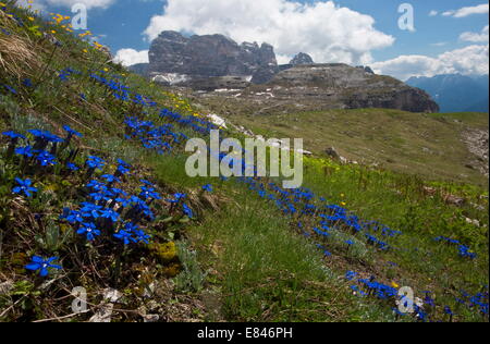 Masse di primavera genziana, Gentiana verna, sulle Tre Cime, Dolomiti, Italia Foto Stock