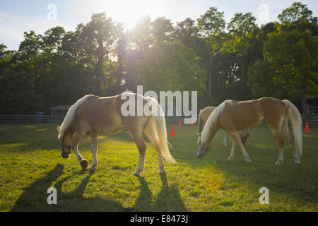 Old Bethpage, New York, Stati Uniti d'America. 28 Sep, 2014. Due Palomino cavalli pascolano in erba come il crepuscolo si avvicina all'172nd Long Island equo, sei giorni di autunno county fair tenuta alla fine di settembre e i primi di ottobre. Un evento annuale dal 1842, il vecchio-time festival è ora tenuto a una ricostruzione di una fiera al vecchio villaggio di Bethpage restauro. Il Palomino ha un rivestimento in oro bianco e la criniera e la coda. © Ann Parry/ZUMA filo/Alamy Live News Foto Stock