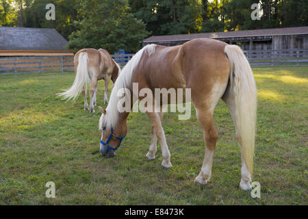 Old Bethpage, New York, Stati Uniti d'America. 28 Sep, 2014. Due Palomino cavalli pascolano sull'erba per il bestiame fienile al 172nd Long Island equo, sei giorni di autunno county fair tenuta alla fine di settembre e i primi di ottobre. Un evento annuale dal 1842, il vecchio-time festival è ora tenuto a una ricostruzione di una fiera al vecchio villaggio di Bethpage restauro. Il Palomino ha un rivestimento in oro bianco e la criniera e la coda. © Ann Parry/ZUMA filo/Alamy Live News Foto Stock