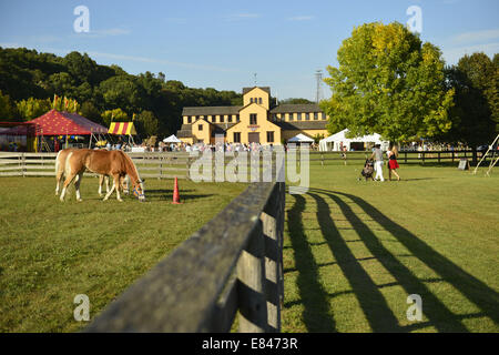 Old Bethpage, New York, Stati Uniti d'America. 28 Sep, 2014. Palomino cavalli pascolano su erba all'interno di una stecca di legno recinzione, con la grande sala espositiva in background, all'172nd Long Island equo, sei giorni di autunno county fair tenuta alla fine di settembre e i primi di ottobre. Un evento annuale dal 1842, il vecchio-time festival è ora tenuto a una ricostruzione di una fiera al vecchio villaggio di Bethpage restauro. Il Palomino ha un rivestimento in oro bianco e la criniera e la coda. © Ann Parry/ZUMA filo/Alamy Live News Foto Stock