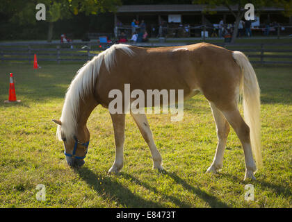 Old Bethpage, New York, Stati Uniti d'America. 28 Sep, 2014. Un cavallo Palomino lambisce sull'erba come il crepuscolo si avvicina all'172nd Long Island equo, sei giorni di autunno county fair tenuta alla fine di settembre e i primi di ottobre. Un evento annuale dal 1842, il vecchio-time festival è ora tenuto a una ricostruzione di una fiera al vecchio villaggio di Bethpage restauro. Il Palomino ha un rivestimento in oro bianco e la criniera e la coda. © Ann Parry/ZUMA filo/Alamy Live News Foto Stock