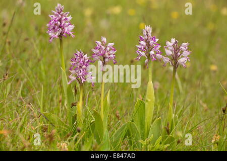 Soldato Orchid / Orchidea Militare, Orchis militaris in fiore in maggio. Molto rara nel Regno Unito Foto Stock