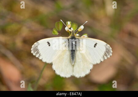 Arancio-punta, Anthocharis cardamines; femmina sul fiore Foto Stock