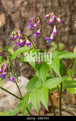 La molla Vetchling, Lathyrus vernus in fiore nei boschi in primavera. Le montagne del Vercors. La Francia. Foto Stock