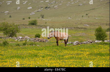Cavallo di Przewalski, cavallo di Przewalski in una selvaggia mandria, introdotto, a Le Villaret, Cevennes, Francia. Foto Stock