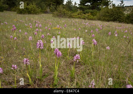 Popolazione mista di Monkey orchidee e orchidee militare e gli ibridi, in calcare prati, Cevennes, Francia. Foto Stock