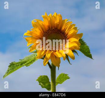 Un interno unico girasole Helianthus annuus contro un nebuloso cielo blu Foto Stock