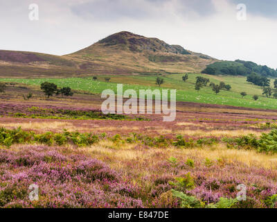 Tollerton collina a nord nello Yorkshire Moors National Park con heather che fiorisce in autunno Foto Stock