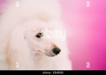 Bianco standard per adulti cane barboncino Close Up ritratto su sfondo rosa Foto Stock