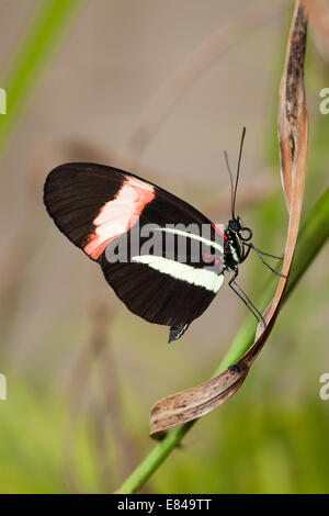 Vista laterale di un postino butterfly appoggiata su una foglia. Foto Stock