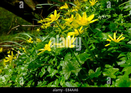 Lesser Celandine Ranunculus ficaria Thursford legno molla di Norfolk Foto Stock