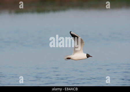 A testa nera Gull Chroicocephalus ridibundus adulto in allevamento piumaggio volare la cattura sulla piscina Minsmere Suffolk Foto Stock