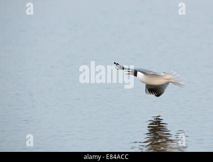 A testa nera Gull Chroicocephalus ridibundus adulto in allevamento piumaggio volare la cattura sulla piscina Minsmere Suffolk Foto Stock