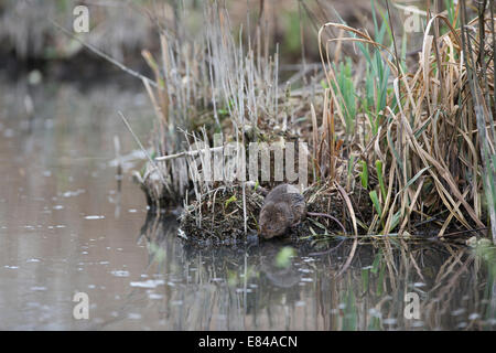 Acqua Vole Arvicola amphibius Sussex Foto Stock