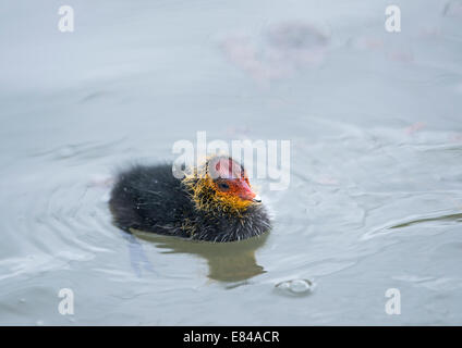 La folaga fulica atra pulcini Sussex Aprile Foto Stock