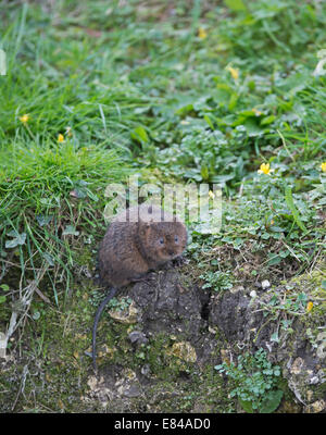 Acqua Vole Arvicola amphibius Sussex Foto Stock