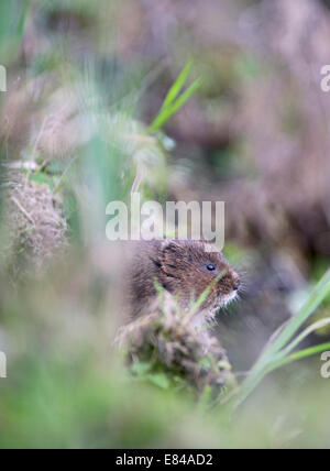 Acqua Vole Arvicola amphibius Sussex Foto Stock