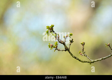 Boccioli di foglia sulla vecchia quercia in legno Thursford Norfolk Foto Stock