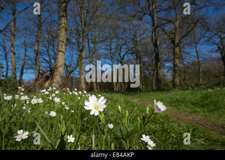 Maggiore Stitchwort Stellaria holostea Thursford legno North Norfolk molla Foto Stock