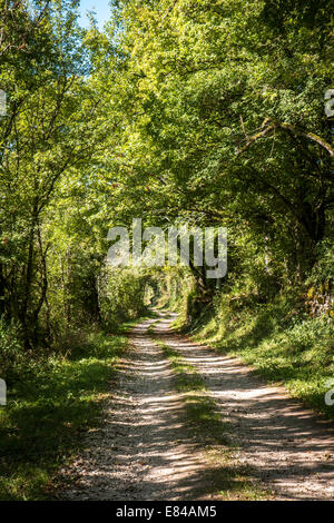 Soleggiato percorso nel bosco Foto Stock