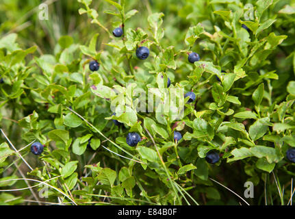 Close-up di crescente selvatici mirtillo bush con frutti di bosco Foto Stock