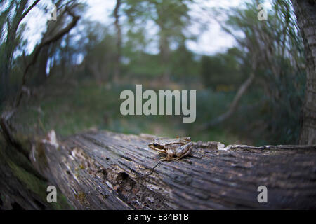 Giovani Rana comune Rana temporaria Thursley legno Norfolk primavera Foto Stock