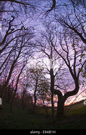 Pollarded antica quercia in legno Thursford North Norfolk primavera Foto Stock