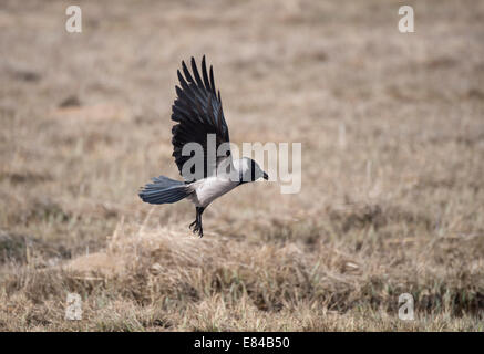 Cornacchia Mantellata Corvus cornix Finlandia Aprile Foto Stock