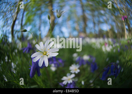 Maggiore Stitchwort Stellaria holostea Thursford legno North Norfolk molla Foto Stock