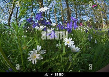 Maggiore Stitchwort Stellaria holostea Thursford legno North Norfolk molla Foto Stock