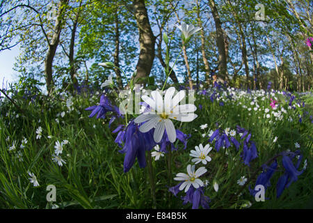 Maggiore Stitchwort Stellaria holostea Thursford legno North Norfolk molla Foto Stock