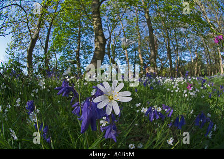 Maggiore Stitchwort Stellaria holostea Thursford legno North Norfolk molla Foto Stock