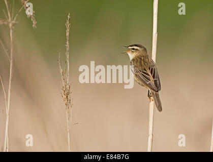 Sedge Trillo Acrocephalus schoenobaenus in canzone Cley NWT Norfolk può Foto Stock