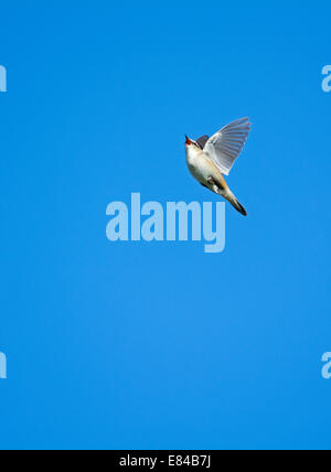 Sedge Trillo Acrocephalus schoenobaenus canzone in volo sopra il letto di reed Cley NWT Norfolk può Foto Stock