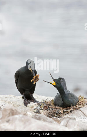 Marangone dal Ciuffo Phalacrocorax aristotelis a nido farne interno isole farne Northumberland Giugno Foto Stock