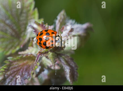 Harlequin ladybird (Harmonia axyridis) Norfolk Foto Stock