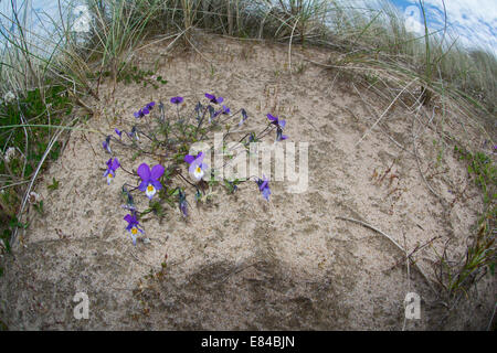 Wild Pansy Viola tricolore in crescita in dune di sabbia sulle sabbie di Forvie Riserva Naturale Nazionale Aberdeenshire in Scozia Foto Stock