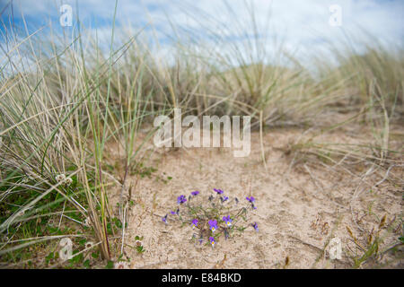 Wild Pansy Viola tricolore in crescita in dune di sabbia sulle sabbie di Forvie Riserva Naturale Nazionale Aberdeenshire in Scozia Foto Stock