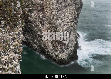 Guillemots (Common Murre) Uria aalge colonia di allevamento Fowlheugh RSPB Riserva Aberdeenshire Foto Stock