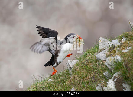 Atlantic Puffin Fratercula arctica con materiale di nido Hermaness NNR Unst Shetland Foto Stock