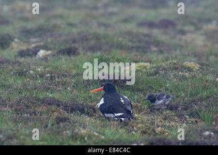 Eurasian Oystercatcher Haematopus ostralegus con pulcini Shetland Foto Stock