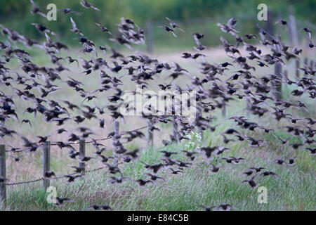 Per gli storni Sturnus vulgarus novellame in post allevamento gregge Cley Norfolk Giugno Foto Stock