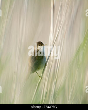 Reed Trillo Acrocephalus scirpaceus Cley Norfolk Foto Stock