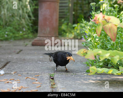 Merlo Turdus merula mealworms raccolta per nidiacei in giardino Norfolk Foto Stock