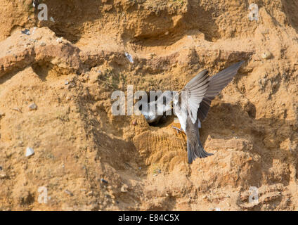 Sand Martin Riparia Riparia alimentazione dei giovani al foro di nido a Colonia n scogliere di arenaria North Norfolk Foto Stock