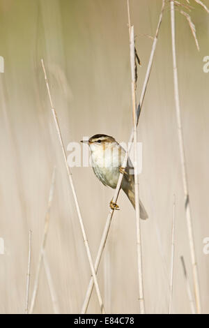 Sedge Trillo Acrocephalus schoenobaenus Cley Norfolk Foto Stock