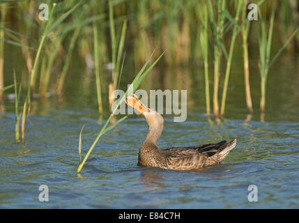 Mestolone Anas clypeata Cley immaturi Norfolk Luglio Foto Stock